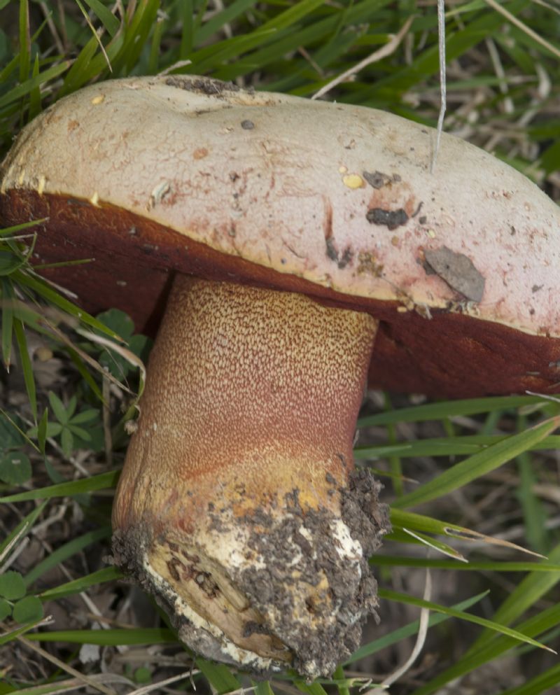 Conferma Boletus satanas